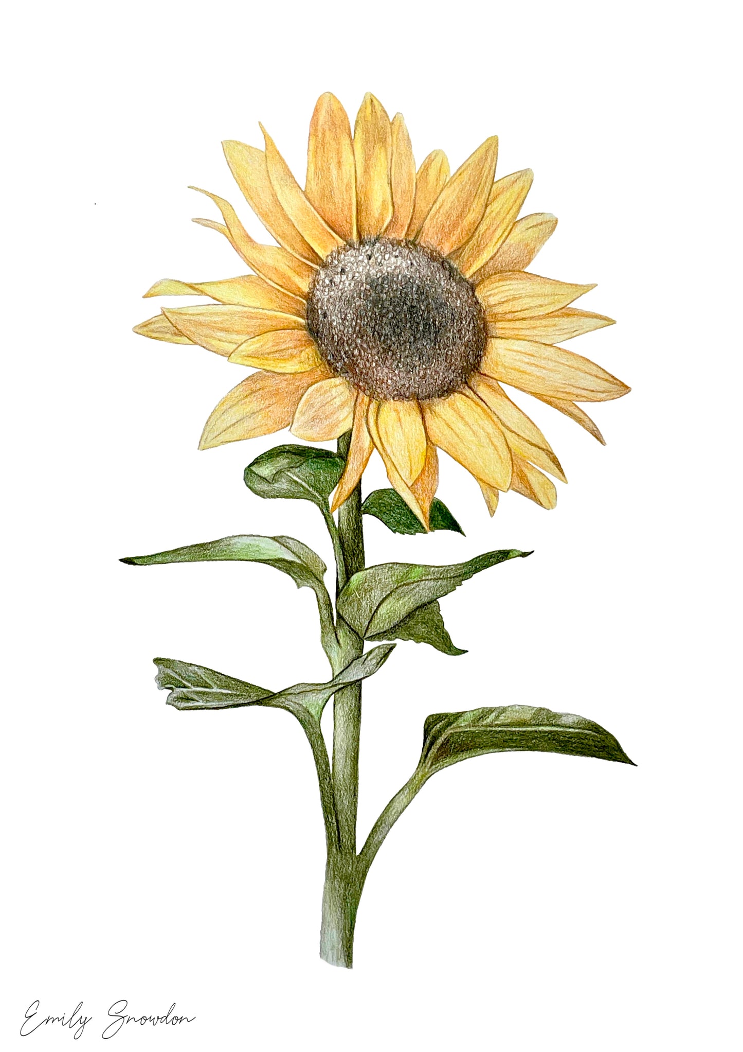 Sunflower Original