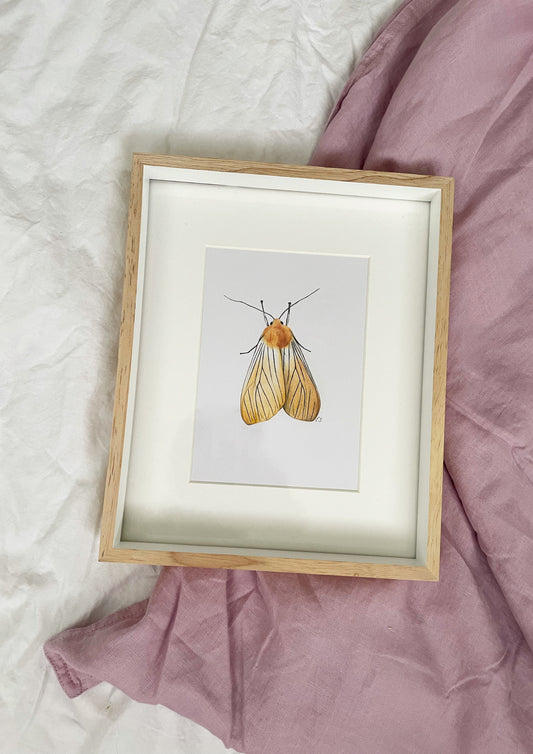 Pachydota Nervosa - Black Veined Yellow Moth Original