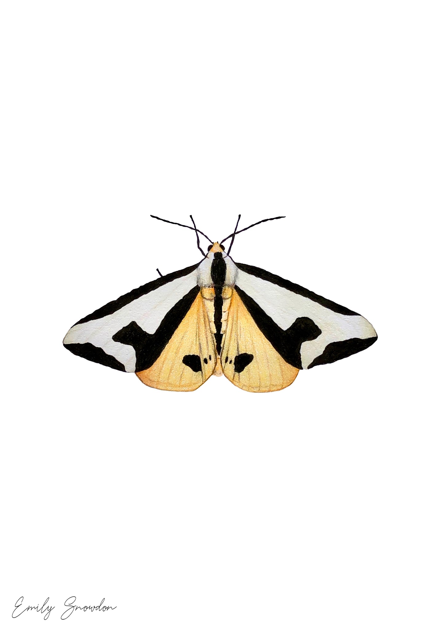 Haploa Clymene - Clymene Moth Original