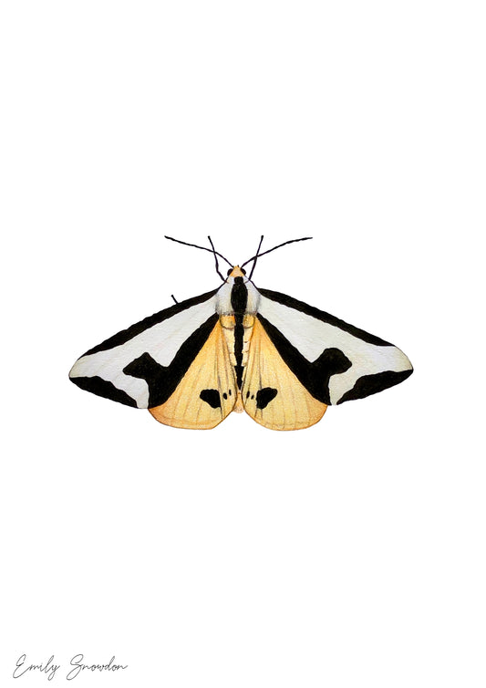 Haploa Clymene - Clymene Moth Original