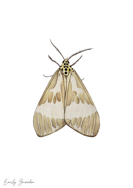 Nyctemera arctata - Tiger Moth Original