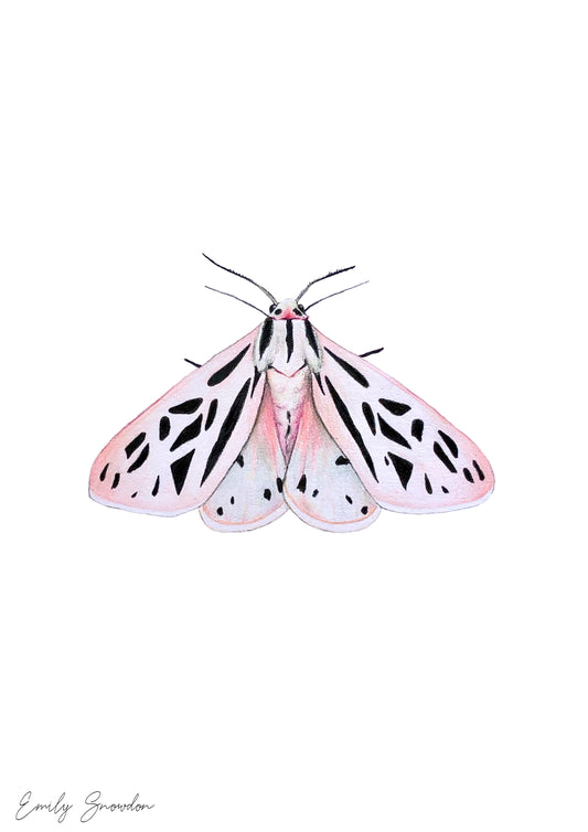 Grammia Arge - Arge Tiger Moth