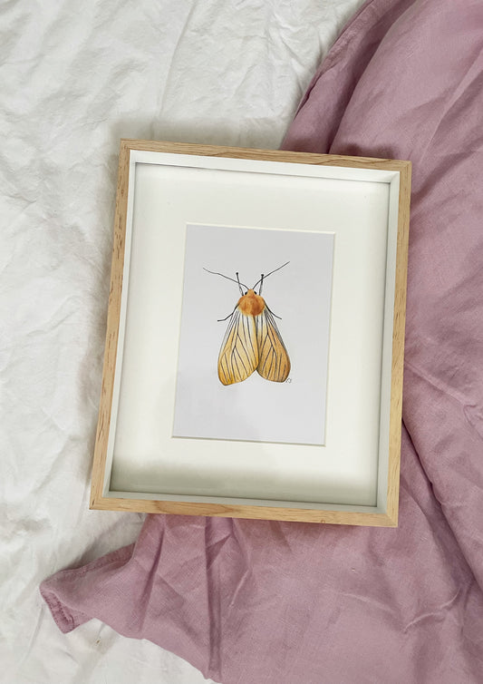 Pachydota Nervosa - Black Veined Yellow Moth