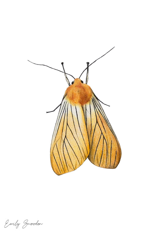 Pachydota Nervosa - Black Veined Yellow Moth