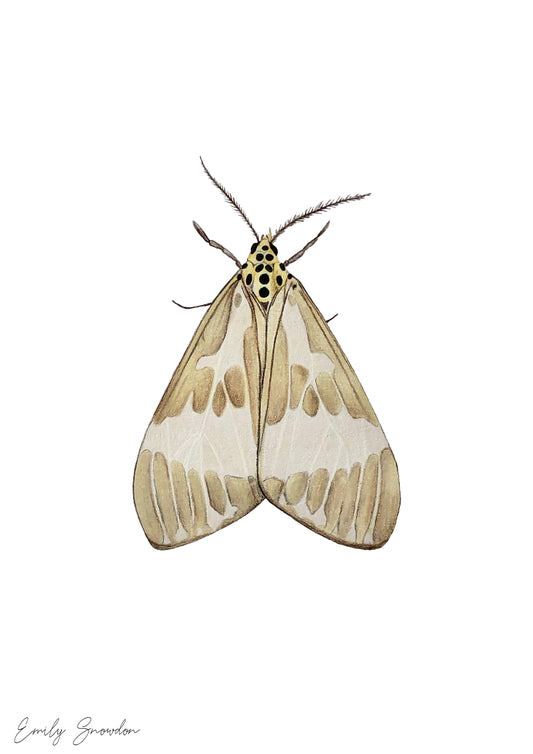 Nyctemera arctata - Tiger Moth