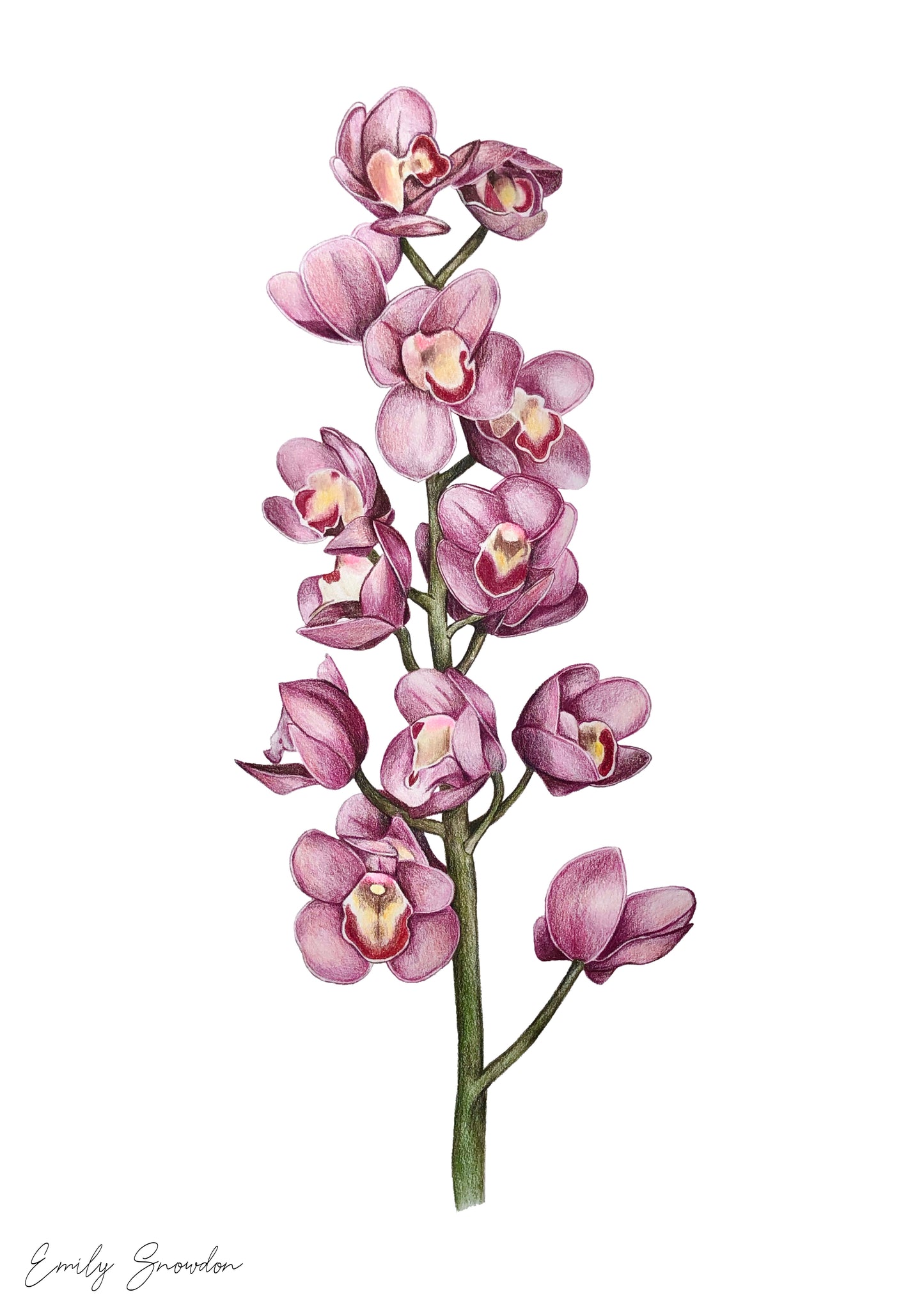 Orchid