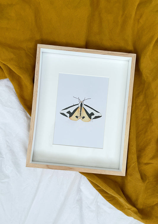 Haploa Clymene - Clymene Moth